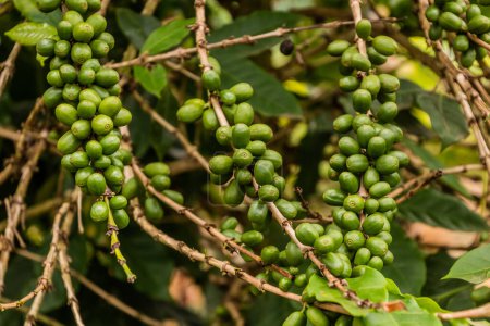 Téléchargez les photos : Vue d'une plante de café dans la région des lacs de cratère près de Fort Portal, Ouganda - en image libre de droit