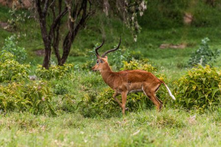 Photo for Impala in the Hell's Gate National Park, Kenya - Royalty Free Image
