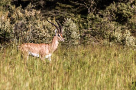 Photo for Southern Grant's Gazelle (Nanger granti) in the Longonot National Park, Kenya - Royalty Free Image