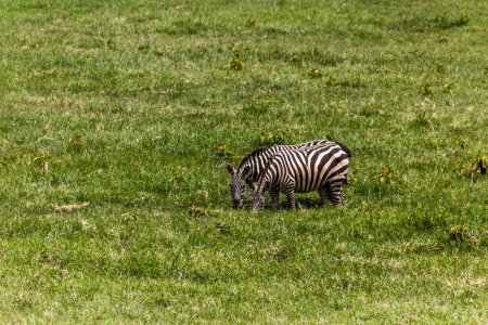 Téléchargez les photos : Zèbres dans le parc national Hell's Gate, Kenya. La Tour Fisher visible. - en image libre de droit