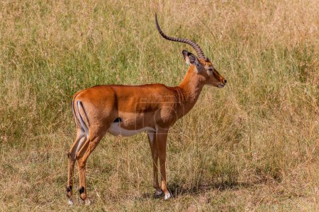 Photo for Common impala (Aepyceros melampus) in Masai Mara National Reserve, Kenya - Royalty Free Image