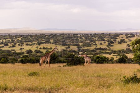 Téléchargez les photos : Girafes en Masai Mara National Reserve, Kenya - en image libre de droit