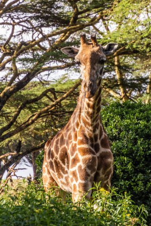 Photo for Masai giraffe (Giraffa tippelskirchi) at Crescent Island Game Sanctuary on Naivasha lake, Kenya - Royalty Free Image