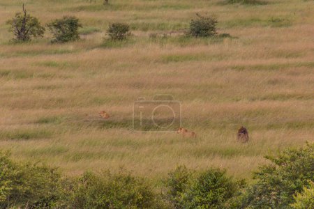 Téléchargez les photos : Lions dans la réserve nationale du Masai Mara, Kenya - en image libre de droit