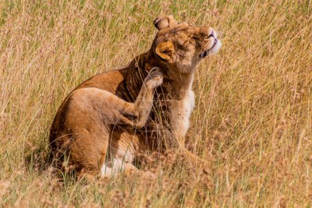 Téléchargez les photos : Lionne dans la réserve nationale du Masai Mara, Kenya - en image libre de droit