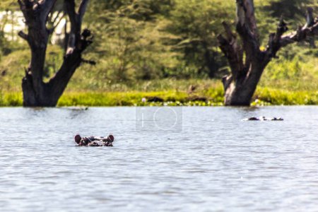 Photo for Hippopotamus (Hippopotamus amphibius) on Naivasha lake, Kenya - Royalty Free Image