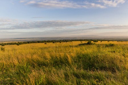 Téléchargez les photos : Paysage de la réserve nationale Masai Mara, Kenya - en image libre de droit