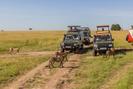 Foto de MASAI MARA, KENIA - 19 DE FEBRERO DE 2020: Vehículos Safari y guepardos en la Reserva Nacional Masai Mara, Kenia - Imagen libre de derechos