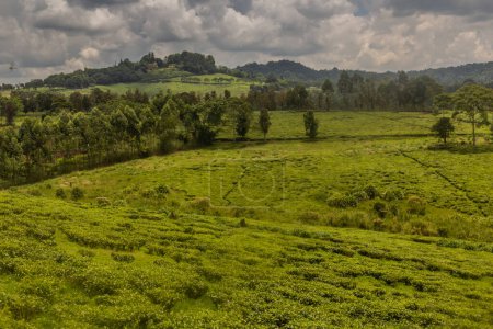 Foto de Paisaje rural con plantaciones de té cerca del pueblo de Rweetera en la región de los lagos del cráter cerca de Fort Portal, Uganda - Imagen libre de derechos