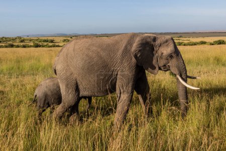 Photo for Elephants in Masai Mara National Reserve, Kenya - Royalty Free Image
