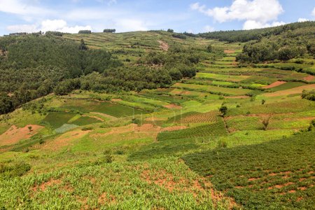 Photo for Lush landscape near Kabale, Uganda - Royalty Free Image
