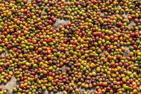 Foto de Los granos de café se secan en la aldea de Kilembe, Uganda - Imagen libre de derechos