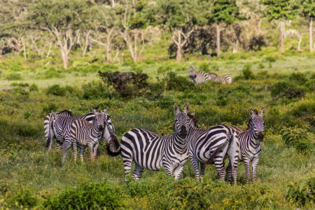 Téléchargez les photos : Zèbres dans le parc national Hell's Gate, Kenya - en image libre de droit