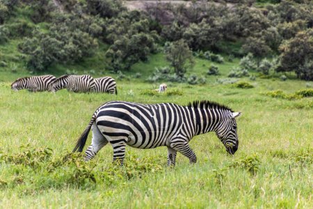 Foto de Cebras en el Parque Nacional Hell 's Gate, Kenia - Imagen libre de derechos