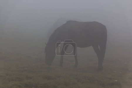 Téléchargez les photos : Vue imprenable sur un cheval dans les montagnes de Rila, Bulgarie - en image libre de droit