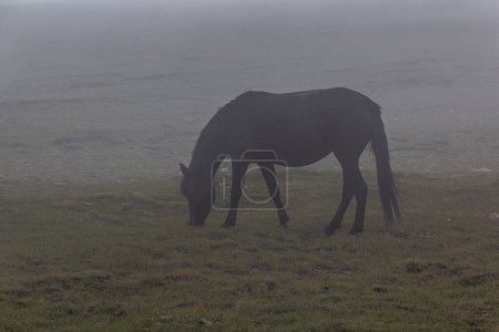 Foto de Vista brumosa de un caballo en las montañas de Rila, Bulgaria - Imagen libre de derechos