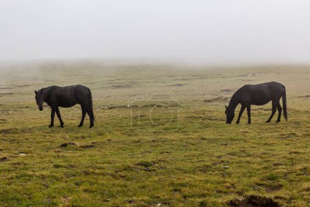 Foto de Vista brumosa de los caballos en las montañas de Rila, Bulgaria - Imagen libre de derechos