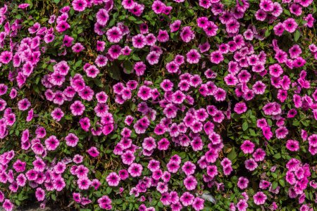 Téléchargez les photos : Fond de fleurs violettes Petunia - en image libre de droit