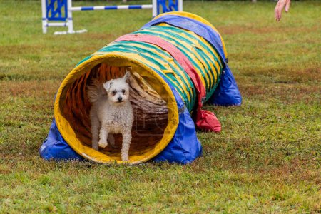 Foto de Perro corriendo a través de un túnel durante la competencia agilidad - Imagen libre de derechos