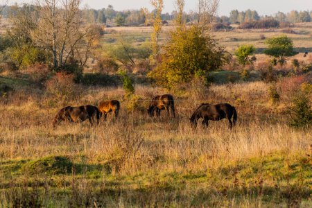 Téléchargez les photos : Chevaux sauvages européens (Equus ferus ferus) dans la réserve naturelle de Milovice, République tchèque - en image libre de droit