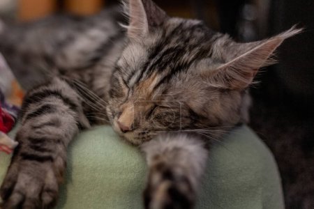 Photo for Young Maine Coon cat sleeping on a bed - Royalty Free Image