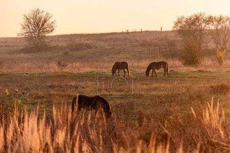 Téléchargez les photos : Chevaux sauvages (Equus ferus) dans une réserve près de Milovice, Tchéquie - en image libre de droit