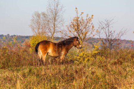Téléchargez les photos : Cheval sauvage (Equus ferus) dans une réserve près de Milovice, Tchéquie - en image libre de droit