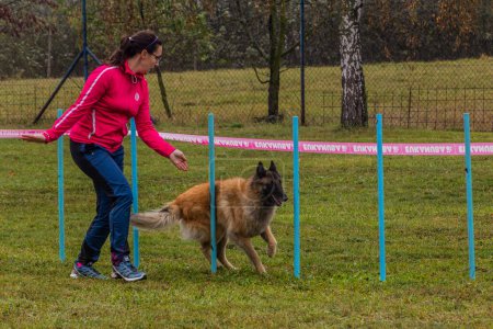 Photo for LYSA NAD LABEM, CZECH REPUBLIC - SEPTEMBER 28, 2020: Dog and a handler at weave poles during agility competition in Lysa nad Labem, Czech Republic - Royalty Free Image