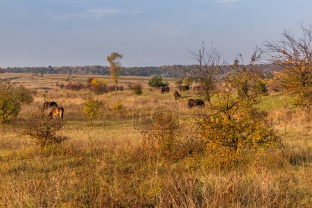 Téléchargez les photos : Chevaux sauvages européens (Equus ferus ferus) dans la réserve naturelle de Milovice, République tchèque - en image libre de droit