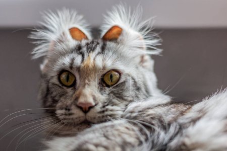Vue du jeune chat Maine Coon avec oreilles inclinées