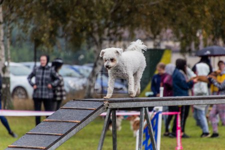 Photo for Dog running over obstacle during agility competition - Royalty Free Image