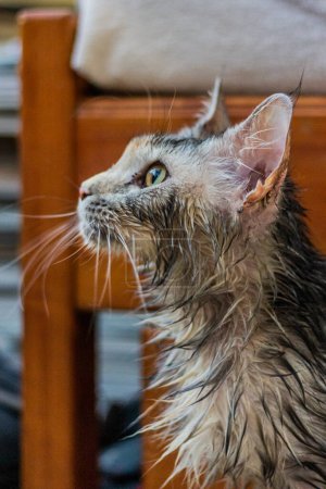 Photo for View of young Maine Coon cat after a bath - Royalty Free Image