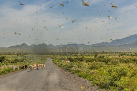 Téléchargez les photos : Réservoirs de sauterelles dans la vallée d'Omo, Éthiopie - en image libre de droit