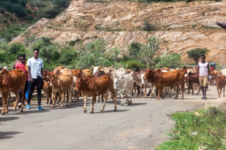 Foto de OMO VALLEY, ETIOPÍA - 2 DE FEBRERO DE 2020: Manada de vacas en una carretera en el Valle de Omo, Etiopía - Imagen libre de derechos