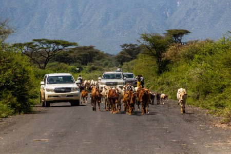 Foto de OMO VALLEY, ETIOPÍA - 3 DE FEBRERO DE 2020: Atasco de camiones y vacas en el Valle de Omo, Etiopía - Imagen libre de derechos