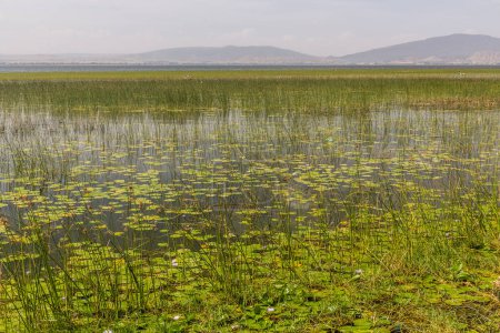 Foto de Plantas de papiro en el lago Awassa, Etiopía - Imagen libre de derechos