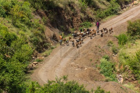 Foto de ARBA MINCH, ETIOPÍA - 31 DE ENERO DE 2020: Pastores con sus cabras cerca de Arba Minch, Etiopía - Imagen libre de derechos