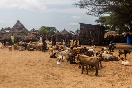 Photo for KORCHO, ETHIOPIA - FEBRUARY 4, 2020: Goats in Korcho village inhabited by Karo tribe, Ethiopia - Royalty Free Image