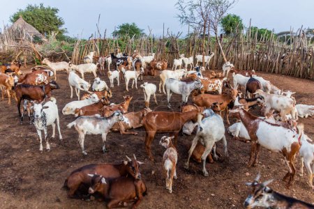 Photo for Goats in a village of Hamer tribe near Turmi, Ethiopia - Royalty Free Image