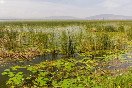 Foto de Plantas de papiro en el lago Awassa, Etiopía - Imagen libre de derechos
