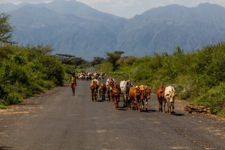 Foto de OMO VALLEY, ETIOPÍA - 3 DE FEBRERO DE 2020: Manada de vacas en una carretera en el Valle de Omo, Etiopía - Imagen libre de derechos