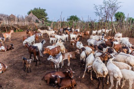 Téléchargez les photos : Chèvres dans un village de la tribu Hamer près de Turmi, Éthiopie - en image libre de droit