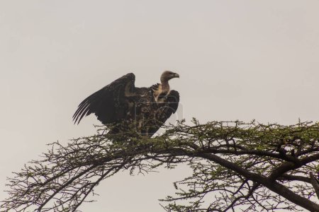 Photo for Ruppell's griffon vulture (Gyps rueppelli) on a tree in Omo valley, Ethiopia - Royalty Free Image