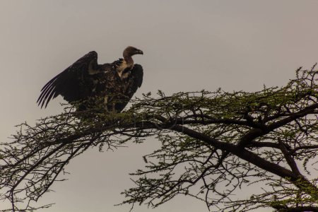 Téléchargez les photos : Le vautour fauve de Ruppell (Gyps rueppelli) sur un arbre dans la vallée d'Omo, en Éthiopie - en image libre de droit