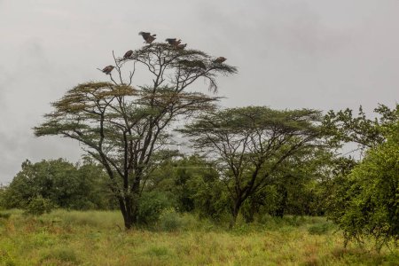 Téléchargez les photos : Les vautours griffons de Ruppell (Gyps rueppelli) sur un arbre dans la vallée d'Omo, en Éthiopie - en image libre de droit