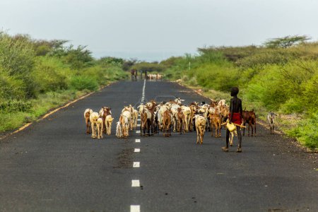 Téléchargez les photos : VALLÉE D'OMO, ÉTHIOPIE - 5 FÉVRIER 2020 : Troupeau de chèvres tribales sur une route entre Turmi et Omorate dans la vallée d'Omo, Éthiopie - en image libre de droit
