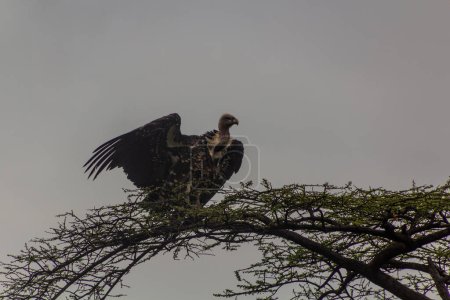 Téléchargez les photos : Le vautour fauve de Ruppell (Gyps rueppelli) sur un arbre dans la vallée d'Omo, en Éthiopie - en image libre de droit
