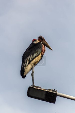 Photo for Marabou stork (Leptoptilos crumenifer) on a lamp post near Awassa lake, Ethiopia - Royalty Free Image