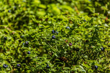 Photo for European blueberries in a forest in the Czech Republic - Royalty Free Image