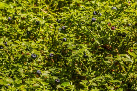 Photo for European blueberries in a forest in the Czech Republic - Royalty Free Image